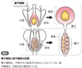 キャプチャ３.png
